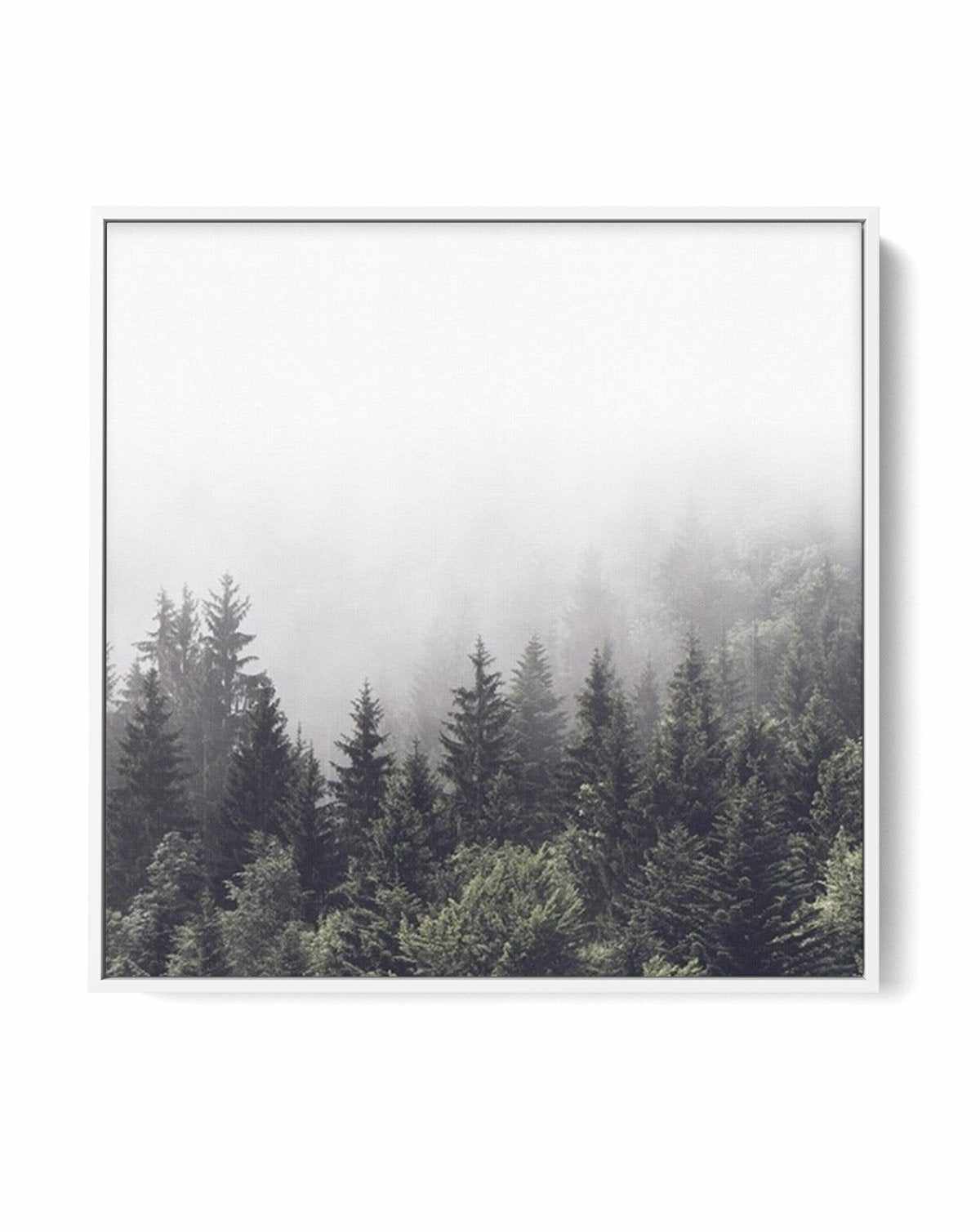 Misty Forest SQ | Framed Canvas-CANVAS-You can shop wall art online with Olive et Oriel for everything from abstract art to fun kids wall art. Our beautiful modern art prints and canvas art are available from large canvas prints to wall art paintings and our proudly Australian artwork collection offers only the highest quality framed large wall art and canvas art Australia - You can buy fashion photography prints or Hampton print posters and paintings on canvas from Olive et Oriel and have them 