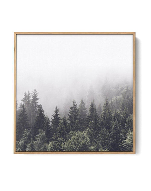 Misty Forest SQ | Framed Canvas-CANVAS-You can shop wall art online with Olive et Oriel for everything from abstract art to fun kids wall art. Our beautiful modern art prints and canvas art are available from large canvas prints to wall art paintings and our proudly Australian artwork collection offers only the highest quality framed large wall art and canvas art Australia - You can buy fashion photography prints or Hampton print posters and paintings on canvas from Olive et Oriel and have them 