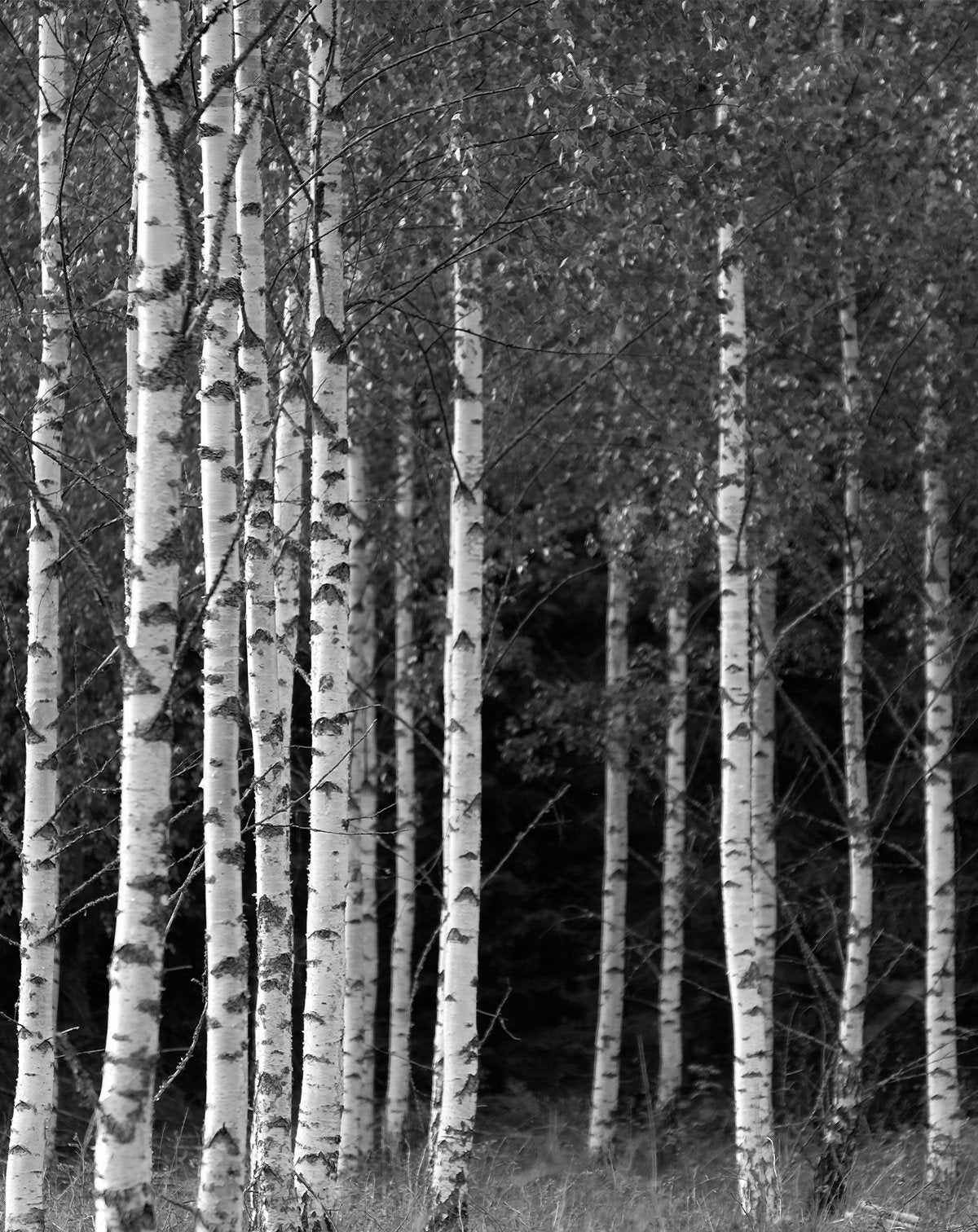 Monochrome Birch Forest Wallpaper - Olive et Oriel