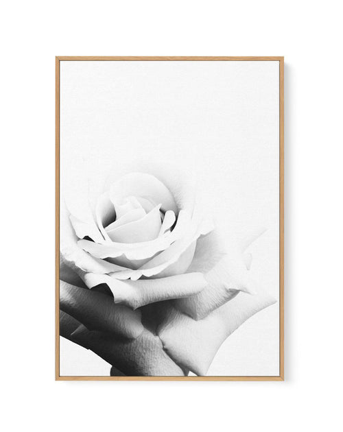 Monochrome Rose | Framed Canvas-CANVAS-You can shop wall art online with Olive et Oriel for everything from abstract art to fun kids wall art. Our beautiful modern art prints and canvas art are available from large canvas prints to wall art paintings and our proudly Australian artwork collection offers only the highest quality framed large wall art and canvas art Australia - You can buy fashion photography prints or Hampton print posters and paintings on canvas from Olive et Oriel and have them 