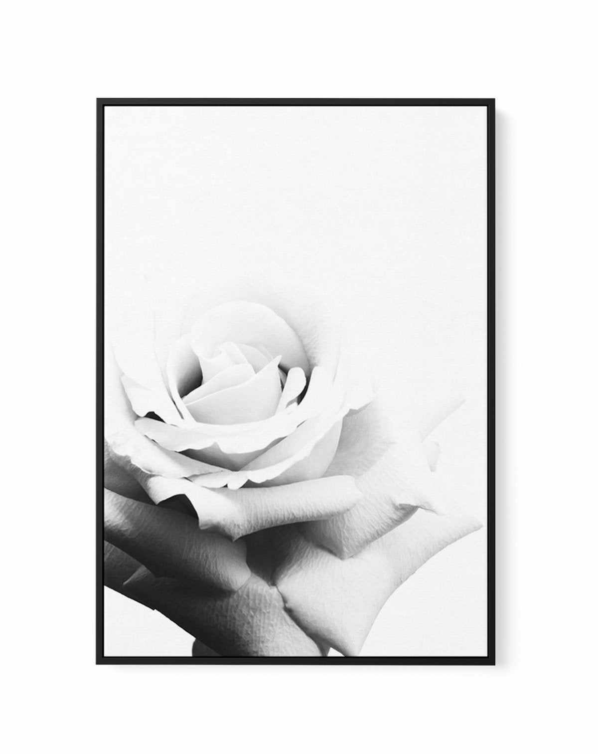 Monochrome Rose | Framed Canvas-CANVAS-You can shop wall art online with Olive et Oriel for everything from abstract art to fun kids wall art. Our beautiful modern art prints and canvas art are available from large canvas prints to wall art paintings and our proudly Australian artwork collection offers only the highest quality framed large wall art and canvas art Australia - You can buy fashion photography prints or Hampton print posters and paintings on canvas from Olive et Oriel and have them 