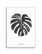 Monstera Deliciosa Art Print-PRINT-Olive et Oriel-Olive et Oriel-A5 | 5.8" x 8.3" | 14.8 x 21cm-Unframed Art Print-With White Border-Buy-Australian-Art-Prints-Online-with-Olive-et-Oriel-Your-Artwork-Specialists-Austrailia-Decorate-With-Coastal-Photo-Wall-Art-Prints-From-Our-Beach-House-Artwork-Collection-Fine-Poster-and-Framed-Artwork