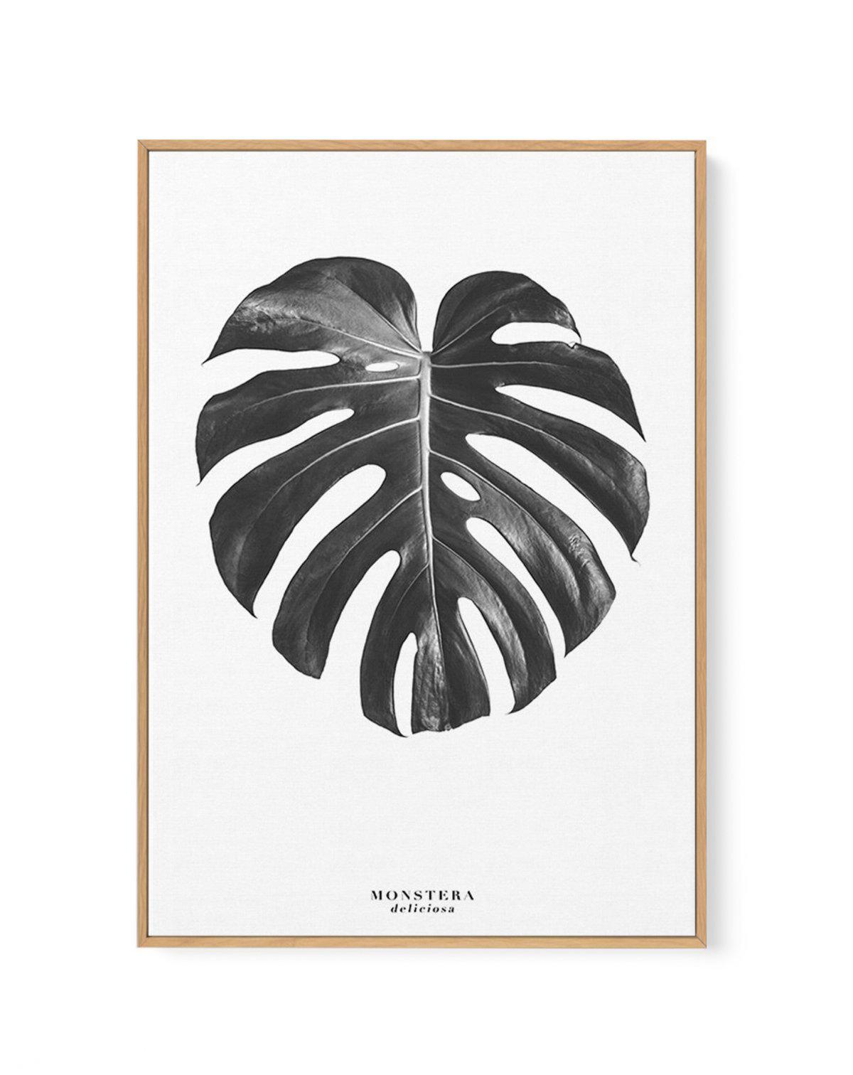 Monstera Deliciosa | Framed Canvas-CANVAS-You can shop wall art online with Olive et Oriel for everything from abstract art to fun kids wall art. Our beautiful modern art prints and canvas art are available from large canvas prints to wall art paintings and our proudly Australian artwork collection offers only the highest quality framed large wall art and canvas art Australia - You can buy fashion photography prints or Hampton print posters and paintings on canvas from Olive et Oriel and have th