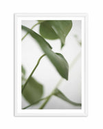 Monstera I Art Print-PRINT-Olive et Oriel-Olive et Oriel-A4 | 8.3" x 11.7" | 21 x 29.7cm-White-With White Border-Buy-Australian-Art-Prints-Online-with-Olive-et-Oriel-Your-Artwork-Specialists-Austrailia-Decorate-With-Coastal-Photo-Wall-Art-Prints-From-Our-Beach-House-Artwork-Collection-Fine-Poster-and-Framed-Artwork