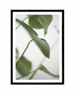 Monstera I Art Print-PRINT-Olive et Oriel-Olive et Oriel-A4 | 8.3" x 11.7" | 21 x 29.7cm-Black-With White Border-Buy-Australian-Art-Prints-Online-with-Olive-et-Oriel-Your-Artwork-Specialists-Austrailia-Decorate-With-Coastal-Photo-Wall-Art-Prints-From-Our-Beach-House-Artwork-Collection-Fine-Poster-and-Framed-Artwork