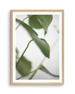 Monstera I Art Print-PRINT-Olive et Oriel-Olive et Oriel-A4 | 8.3" x 11.7" | 21 x 29.7cm-Oak-With White Border-Buy-Australian-Art-Prints-Online-with-Olive-et-Oriel-Your-Artwork-Specialists-Austrailia-Decorate-With-Coastal-Photo-Wall-Art-Prints-From-Our-Beach-House-Artwork-Collection-Fine-Poster-and-Framed-Artwork