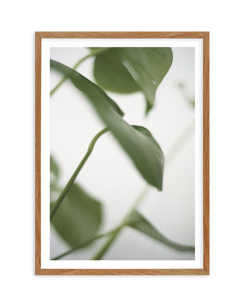 Monstera I Art Print-PRINT-Olive et Oriel-Olive et Oriel-50x70 cm | 19.6" x 27.5"-Walnut-With White Border-Buy-Australian-Art-Prints-Online-with-Olive-et-Oriel-Your-Artwork-Specialists-Austrailia-Decorate-With-Coastal-Photo-Wall-Art-Prints-From-Our-Beach-House-Artwork-Collection-Fine-Poster-and-Framed-Artwork