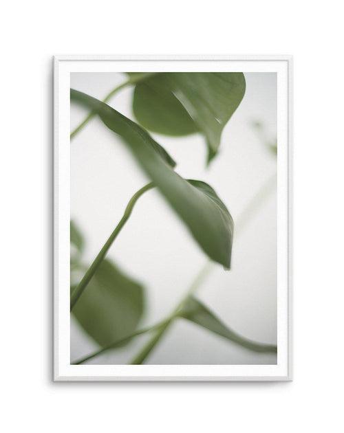 Monstera I Art Print-PRINT-Olive et Oriel-Olive et Oriel-A4 | 8.3" x 11.7" | 21 x 29.7cm-Unframed Art Print-With White Border-Buy-Australian-Art-Prints-Online-with-Olive-et-Oriel-Your-Artwork-Specialists-Austrailia-Decorate-With-Coastal-Photo-Wall-Art-Prints-From-Our-Beach-House-Artwork-Collection-Fine-Poster-and-Framed-Artwork