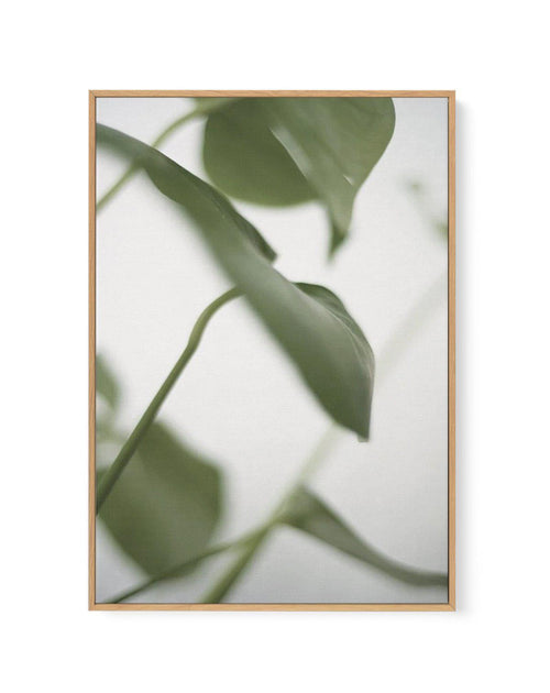 Monstera I | Framed Canvas-CANVAS-You can shop wall art online with Olive et Oriel for everything from abstract art to fun kids wall art. Our beautiful modern art prints and canvas art are available from large canvas prints to wall art paintings and our proudly Australian artwork collection offers only the highest quality framed large wall art and canvas art Australia - You can buy fashion photography prints or Hampton print posters and paintings on canvas from Olive et Oriel and have them deliv