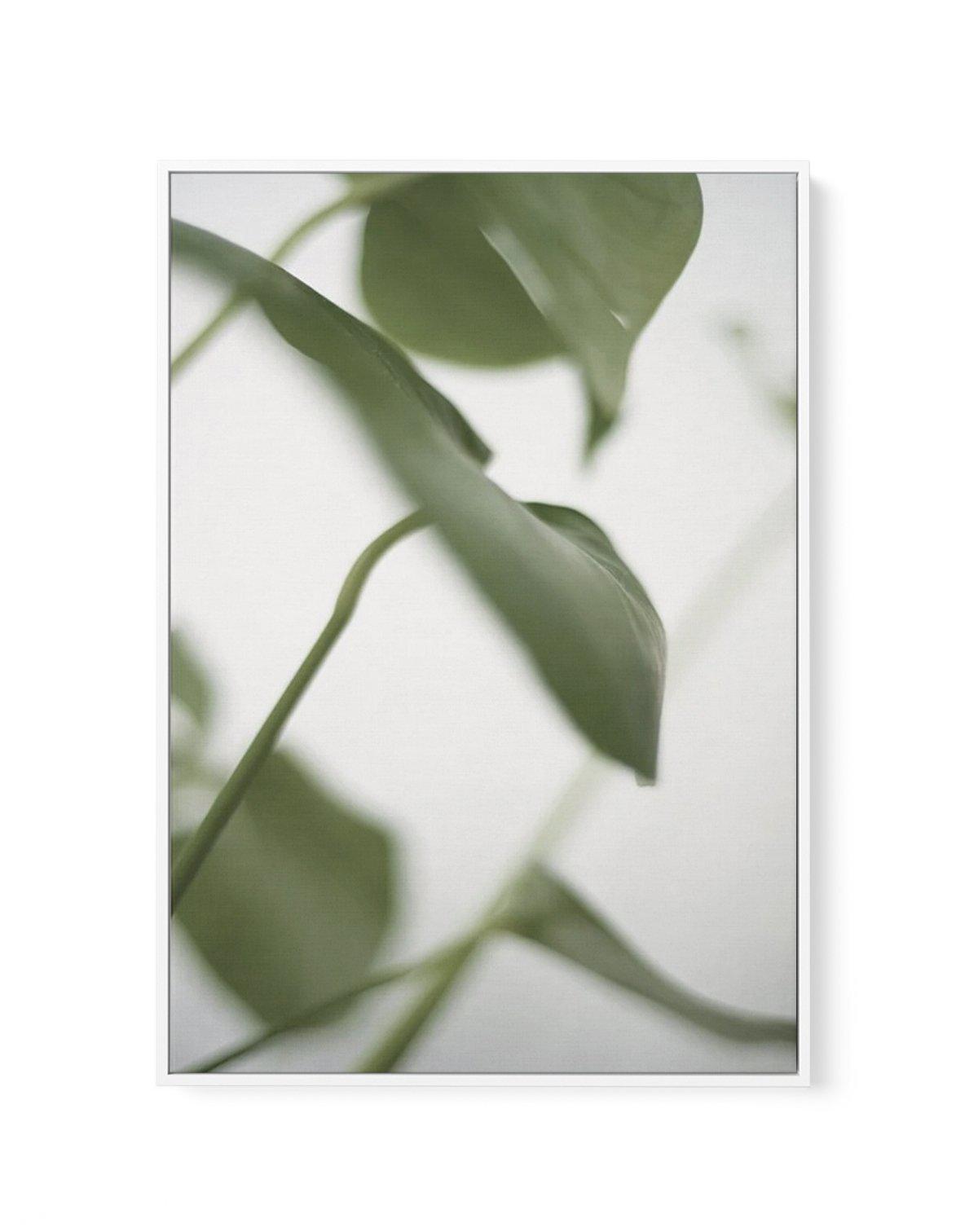 Monstera I | Framed Canvas-CANVAS-You can shop wall art online with Olive et Oriel for everything from abstract art to fun kids wall art. Our beautiful modern art prints and canvas art are available from large canvas prints to wall art paintings and our proudly Australian artwork collection offers only the highest quality framed large wall art and canvas art Australia - You can buy fashion photography prints or Hampton print posters and paintings on canvas from Olive et Oriel and have them deliv