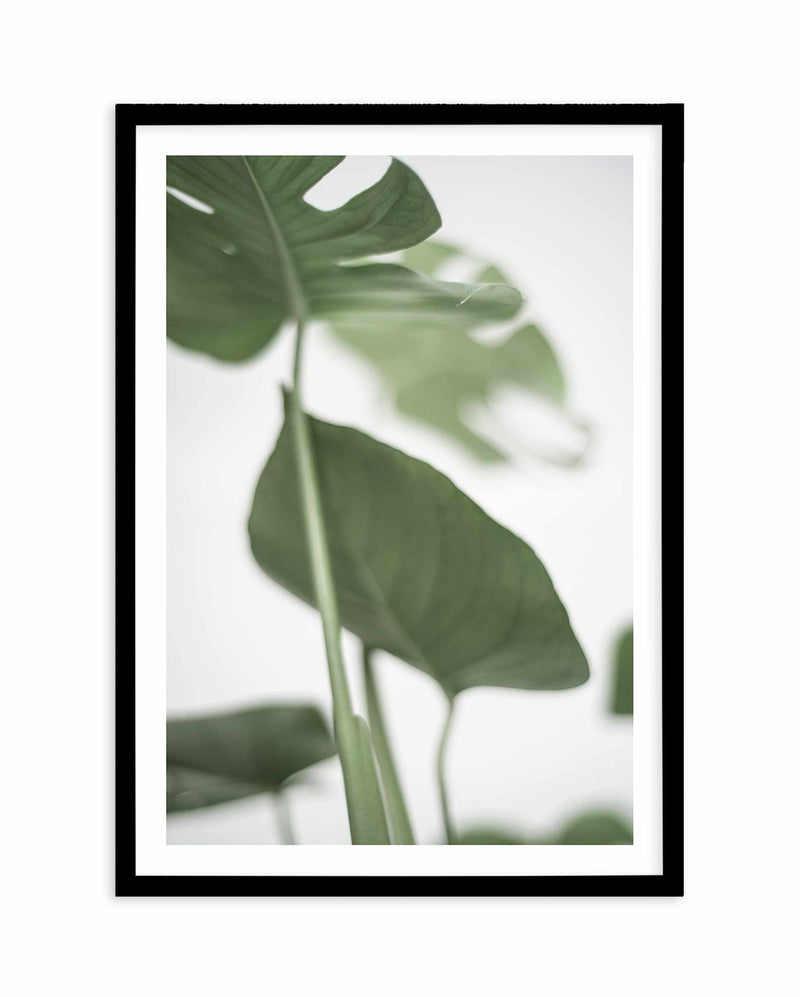 Monstera II Art Print-PRINT-Olive et Oriel-Olive et Oriel-A4 | 8.3" x 11.7" | 21 x 29.7cm-Black-With White Border-Buy-Australian-Art-Prints-Online-with-Olive-et-Oriel-Your-Artwork-Specialists-Austrailia-Decorate-With-Coastal-Photo-Wall-Art-Prints-From-Our-Beach-House-Artwork-Collection-Fine-Poster-and-Framed-Artwork