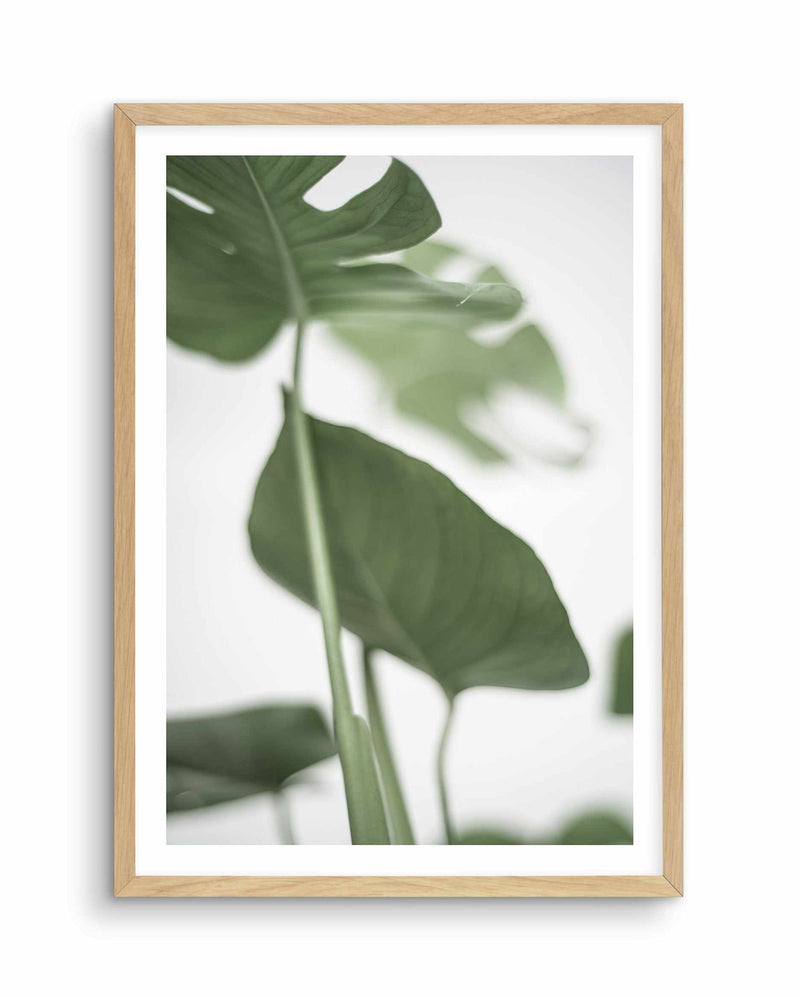 Monstera II Art Print-PRINT-Olive et Oriel-Olive et Oriel-A4 | 8.3" x 11.7" | 21 x 29.7cm-Oak-With White Border-Buy-Australian-Art-Prints-Online-with-Olive-et-Oriel-Your-Artwork-Specialists-Austrailia-Decorate-With-Coastal-Photo-Wall-Art-Prints-From-Our-Beach-House-Artwork-Collection-Fine-Poster-and-Framed-Artwork