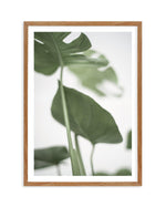 Monstera II Art Print-PRINT-Olive et Oriel-Olive et Oriel-50x70 cm | 19.6" x 27.5"-Walnut-With White Border-Buy-Australian-Art-Prints-Online-with-Olive-et-Oriel-Your-Artwork-Specialists-Austrailia-Decorate-With-Coastal-Photo-Wall-Art-Prints-From-Our-Beach-House-Artwork-Collection-Fine-Poster-and-Framed-Artwork