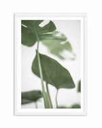 Monstera II Art Print-PRINT-Olive et Oriel-Olive et Oriel-A4 | 8.3" x 11.7" | 21 x 29.7cm-White-With White Border-Buy-Australian-Art-Prints-Online-with-Olive-et-Oriel-Your-Artwork-Specialists-Austrailia-Decorate-With-Coastal-Photo-Wall-Art-Prints-From-Our-Beach-House-Artwork-Collection-Fine-Poster-and-Framed-Artwork