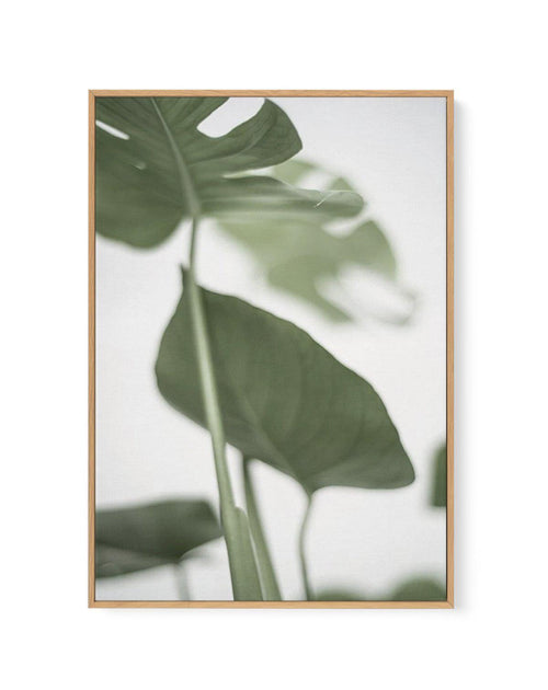 Monstera II | Framed Canvas-CANVAS-You can shop wall art online with Olive et Oriel for everything from abstract art to fun kids wall art. Our beautiful modern art prints and canvas art are available from large canvas prints to wall art paintings and our proudly Australian artwork collection offers only the highest quality framed large wall art and canvas art Australia - You can buy fashion photography prints or Hampton print posters and paintings on canvas from Olive et Oriel and have them deli