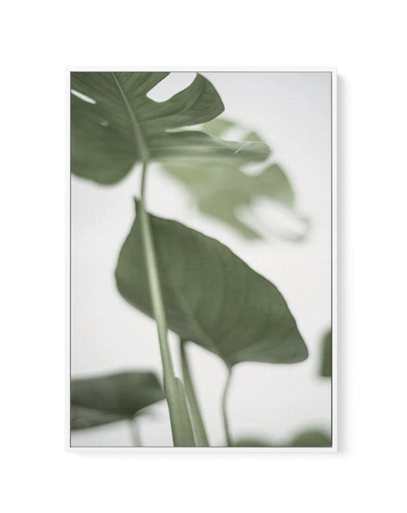 Monstera II | Framed Canvas-CANVAS-You can shop wall art online with Olive et Oriel for everything from abstract art to fun kids wall art. Our beautiful modern art prints and canvas art are available from large canvas prints to wall art paintings and our proudly Australian artwork collection offers only the highest quality framed large wall art and canvas art Australia - You can buy fashion photography prints or Hampton print posters and paintings on canvas from Olive et Oriel and have them deli