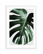 Monstera | On Grey Art Print-PRINT-Olive et Oriel-Olive et Oriel-A4 | 8.3" x 11.7" | 21 x 29.7cm-White-With White Border-Buy-Australian-Art-Prints-Online-with-Olive-et-Oriel-Your-Artwork-Specialists-Austrailia-Decorate-With-Coastal-Photo-Wall-Art-Prints-From-Our-Beach-House-Artwork-Collection-Fine-Poster-and-Framed-Artwork