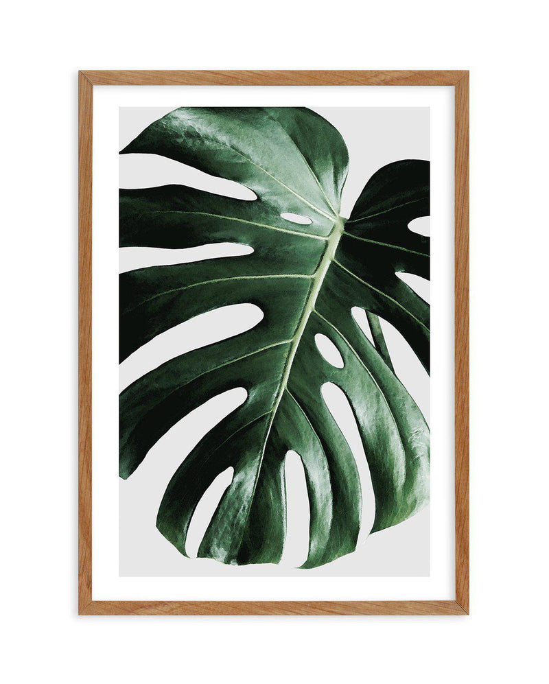 Monstera | On Grey Art Print-PRINT-Olive et Oriel-Olive et Oriel-50x70 cm | 19.6" x 27.5"-Walnut-With White Border-Buy-Australian-Art-Prints-Online-with-Olive-et-Oriel-Your-Artwork-Specialists-Austrailia-Decorate-With-Coastal-Photo-Wall-Art-Prints-From-Our-Beach-House-Artwork-Collection-Fine-Poster-and-Framed-Artwork
