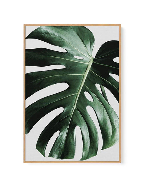 Monstera | On Grey | Framed Canvas-CANVAS-You can shop wall art online with Olive et Oriel for everything from abstract art to fun kids wall art. Our beautiful modern art prints and canvas art are available from large canvas prints to wall art paintings and our proudly Australian artwork collection offers only the highest quality framed large wall art and canvas art Australia - You can buy fashion photography prints or Hampton print posters and paintings on canvas from Olive et Oriel and have th
