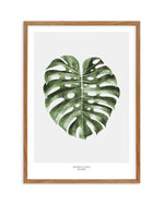 Monstera Palm Art Print-PRINT-Olive et Oriel-Olive et Oriel-50x70 cm | 19.6" x 27.5"-Walnut-With White Border-Buy-Australian-Art-Prints-Online-with-Olive-et-Oriel-Your-Artwork-Specialists-Austrailia-Decorate-With-Coastal-Photo-Wall-Art-Prints-From-Our-Beach-House-Artwork-Collection-Fine-Poster-and-Framed-Artwork
