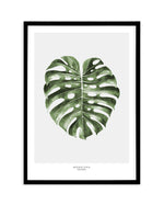 Monstera Palm Art Print-PRINT-Olive et Oriel-Olive et Oriel-A5 | 5.8" x 8.3" | 14.8 x 21cm-Black-With White Border-Buy-Australian-Art-Prints-Online-with-Olive-et-Oriel-Your-Artwork-Specialists-Austrailia-Decorate-With-Coastal-Photo-Wall-Art-Prints-From-Our-Beach-House-Artwork-Collection-Fine-Poster-and-Framed-Artwork