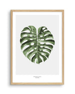 Monstera Palm Art Print-PRINT-Olive et Oriel-Olive et Oriel-A5 | 5.8" x 8.3" | 14.8 x 21cm-Oak-With White Border-Buy-Australian-Art-Prints-Online-with-Olive-et-Oriel-Your-Artwork-Specialists-Austrailia-Decorate-With-Coastal-Photo-Wall-Art-Prints-From-Our-Beach-House-Artwork-Collection-Fine-Poster-and-Framed-Artwork
