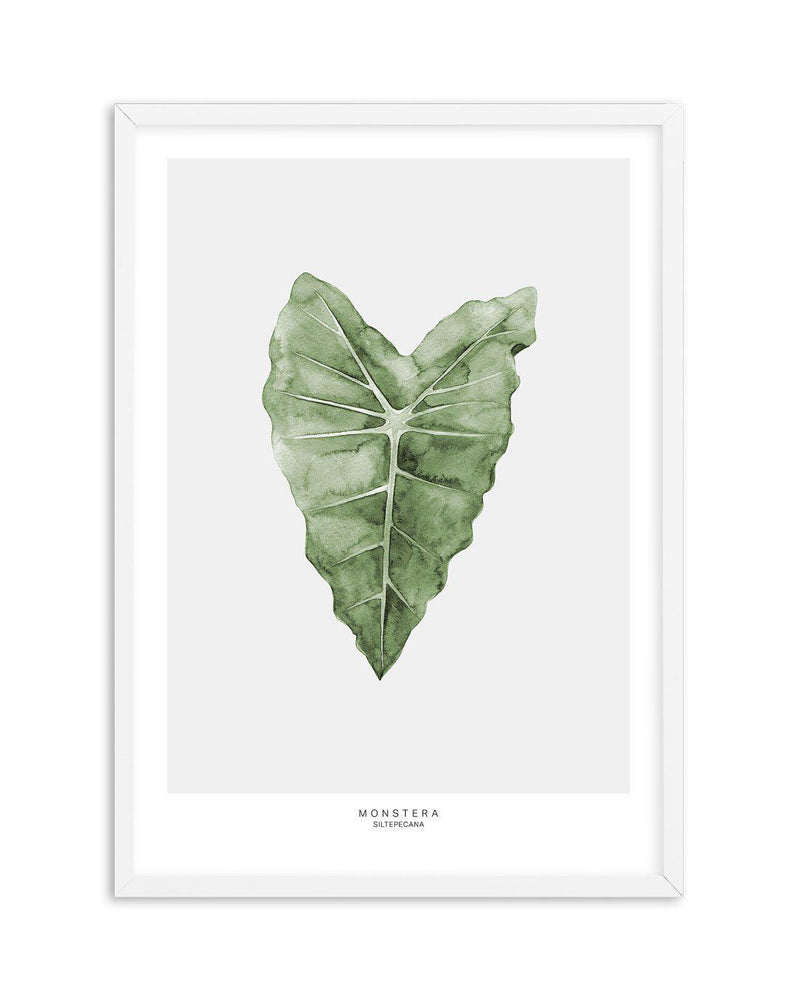 Monstera Siltepecana Art Print-PRINT-Olive et Oriel-Olive et Oriel-A5 | 5.8" x 8.3" | 14.8 x 21cm-White-With White Border-Buy-Australian-Art-Prints-Online-with-Olive-et-Oriel-Your-Artwork-Specialists-Austrailia-Decorate-With-Coastal-Photo-Wall-Art-Prints-From-Our-Beach-House-Artwork-Collection-Fine-Poster-and-Framed-Artwork