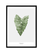 Monstera Siltepecana Art Print-PRINT-Olive et Oriel-Olive et Oriel-A5 | 5.8" x 8.3" | 14.8 x 21cm-Black-With White Border-Buy-Australian-Art-Prints-Online-with-Olive-et-Oriel-Your-Artwork-Specialists-Austrailia-Decorate-With-Coastal-Photo-Wall-Art-Prints-From-Our-Beach-House-Artwork-Collection-Fine-Poster-and-Framed-Artwork