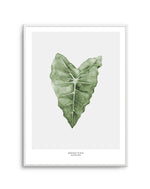 Monstera Siltepecana Art Print-PRINT-Olive et Oriel-Olive et Oriel-A5 | 5.8" x 8.3" | 14.8 x 21cm-Unframed Art Print-With White Border-Buy-Australian-Art-Prints-Online-with-Olive-et-Oriel-Your-Artwork-Specialists-Austrailia-Decorate-With-Coastal-Photo-Wall-Art-Prints-From-Our-Beach-House-Artwork-Collection-Fine-Poster-and-Framed-Artwork