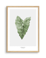 Monstera Siltepecana Art Print-PRINT-Olive et Oriel-Olive et Oriel-A5 | 5.8" x 8.3" | 14.8 x 21cm-Oak-With White Border-Buy-Australian-Art-Prints-Online-with-Olive-et-Oriel-Your-Artwork-Specialists-Austrailia-Decorate-With-Coastal-Photo-Wall-Art-Prints-From-Our-Beach-House-Artwork-Collection-Fine-Poster-and-Framed-Artwork