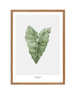 Monstera Siltepecana Art Print-PRINT-Olive et Oriel-Olive et Oriel-50x70 cm | 19.6" x 27.5"-Walnut-With White Border-Buy-Australian-Art-Prints-Online-with-Olive-et-Oriel-Your-Artwork-Specialists-Austrailia-Decorate-With-Coastal-Photo-Wall-Art-Prints-From-Our-Beach-House-Artwork-Collection-Fine-Poster-and-Framed-Artwork