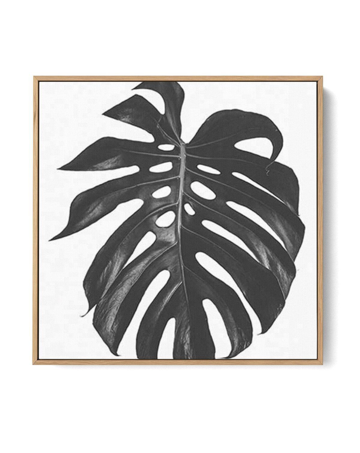 Monstera SQ | Framed Canvas-CANVAS-You can shop wall art online with Olive et Oriel for everything from abstract art to fun kids wall art. Our beautiful modern art prints and canvas art are available from large canvas prints to wall art paintings and our proudly Australian artwork collection offers only the highest quality framed large wall art and canvas art Australia - You can buy fashion photography prints or Hampton print posters and paintings on canvas from Olive et Oriel and have them deli