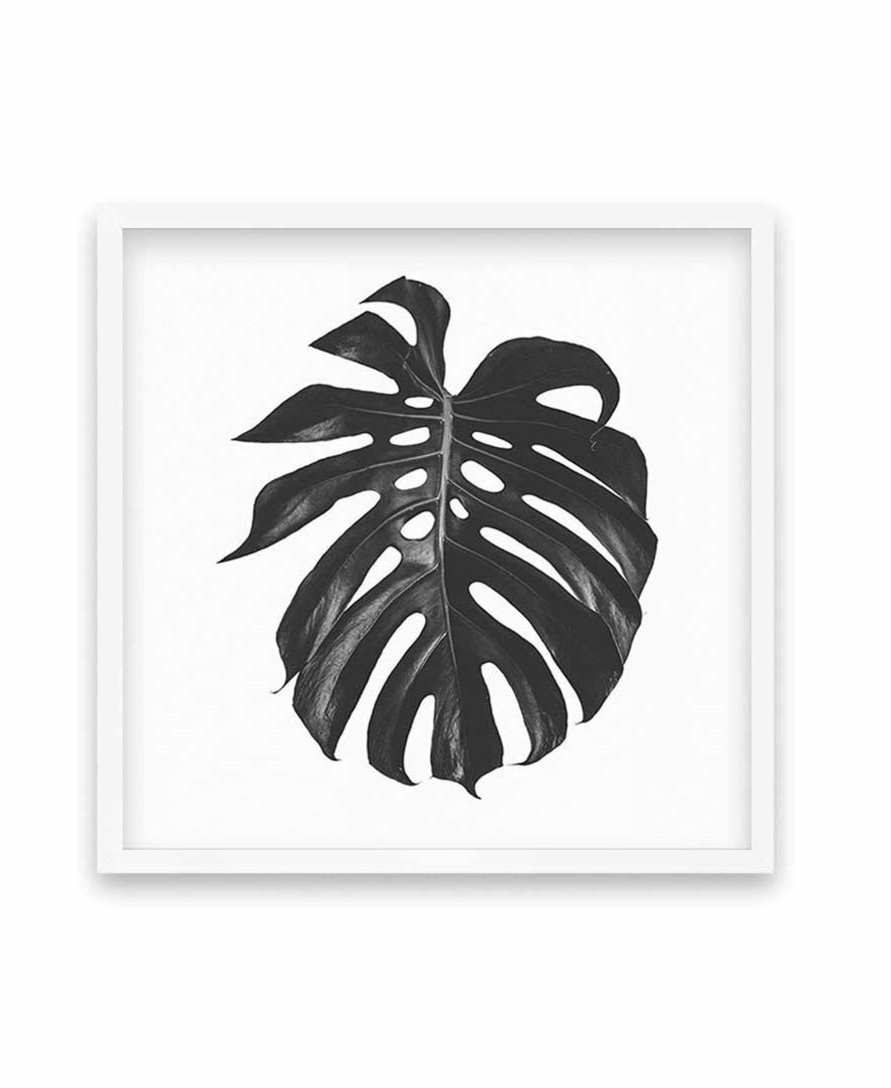 Monstera | SQ Art Print-PRINT-Olive et Oriel-Olive et Oriel-70x70 cm | 27.5" x 27.5"-White-With White Border-Buy-Australian-Art-Prints-Online-with-Olive-et-Oriel-Your-Artwork-Specialists-Austrailia-Decorate-With-Coastal-Photo-Wall-Art-Prints-From-Our-Beach-House-Artwork-Collection-Fine-Poster-and-Framed-Artwork