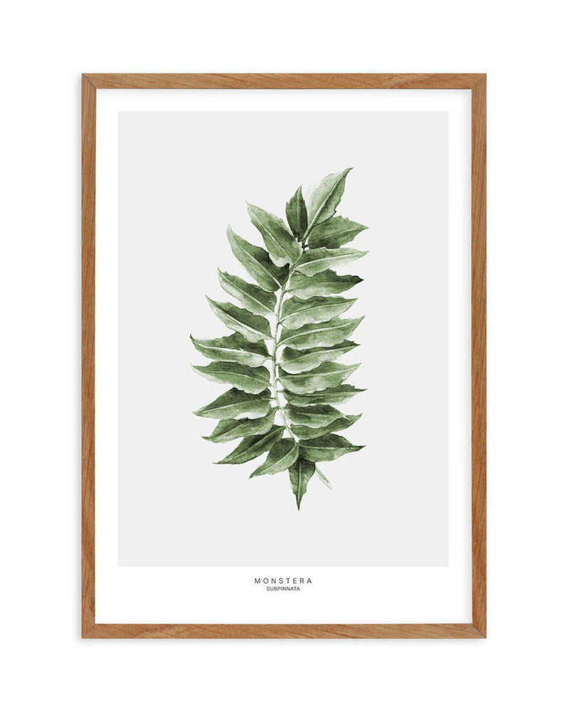 Monstera Subpinatta Palm Art Print-PRINT-Olive et Oriel-Olive et Oriel-50x70 cm | 19.6" x 27.5"-Walnut-With White Border-Buy-Australian-Art-Prints-Online-with-Olive-et-Oriel-Your-Artwork-Specialists-Austrailia-Decorate-With-Coastal-Photo-Wall-Art-Prints-From-Our-Beach-House-Artwork-Collection-Fine-Poster-and-Framed-Artwork