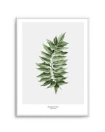 Monstera Subpinatta Palm Art Print-PRINT-Olive et Oriel-Olive et Oriel-A5 | 5.8" x 8.3" | 14.8 x 21cm-Unframed Art Print-With White Border-Buy-Australian-Art-Prints-Online-with-Olive-et-Oriel-Your-Artwork-Specialists-Austrailia-Decorate-With-Coastal-Photo-Wall-Art-Prints-From-Our-Beach-House-Artwork-Collection-Fine-Poster-and-Framed-Artwork