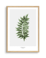 Monstera Subpinatta Palm Art Print-PRINT-Olive et Oriel-Olive et Oriel-A5 | 5.8" x 8.3" | 14.8 x 21cm-Oak-With White Border-Buy-Australian-Art-Prints-Online-with-Olive-et-Oriel-Your-Artwork-Specialists-Austrailia-Decorate-With-Coastal-Photo-Wall-Art-Prints-From-Our-Beach-House-Artwork-Collection-Fine-Poster-and-Framed-Artwork