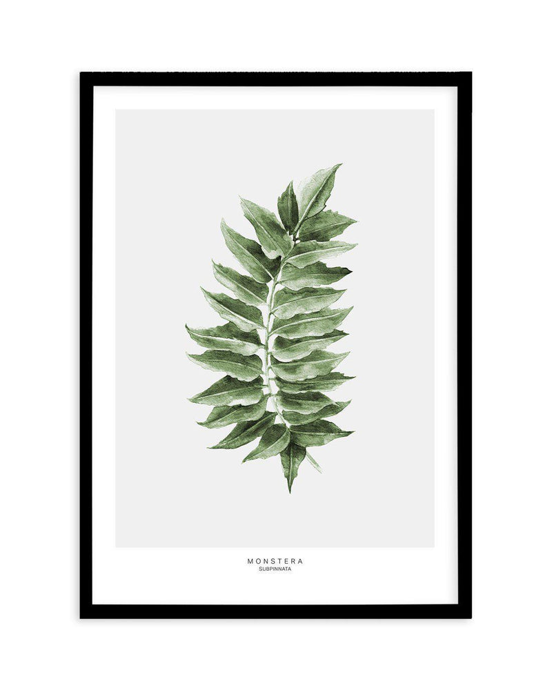 Monstera Subpinatta Palm Art Print-PRINT-Olive et Oriel-Olive et Oriel-A5 | 5.8" x 8.3" | 14.8 x 21cm-Black-With White Border-Buy-Australian-Art-Prints-Online-with-Olive-et-Oriel-Your-Artwork-Specialists-Austrailia-Decorate-With-Coastal-Photo-Wall-Art-Prints-From-Our-Beach-House-Artwork-Collection-Fine-Poster-and-Framed-Artwork