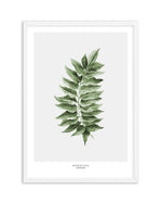 Monstera Subpinatta Palm Art Print-PRINT-Olive et Oriel-Olive et Oriel-A5 | 5.8" x 8.3" | 14.8 x 21cm-White-With White Border-Buy-Australian-Art-Prints-Online-with-Olive-et-Oriel-Your-Artwork-Specialists-Austrailia-Decorate-With-Coastal-Photo-Wall-Art-Prints-From-Our-Beach-House-Artwork-Collection-Fine-Poster-and-Framed-Artwork