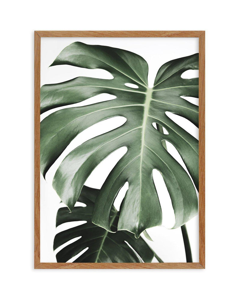 Monstera X Two Art Print-PRINT-Olive et Oriel-Olive et Oriel-50x70 cm | 19.6" x 27.5"-Walnut-With White Border-Buy-Australian-Art-Prints-Online-with-Olive-et-Oriel-Your-Artwork-Specialists-Austrailia-Decorate-With-Coastal-Photo-Wall-Art-Prints-From-Our-Beach-House-Artwork-Collection-Fine-Poster-and-Framed-Artwork