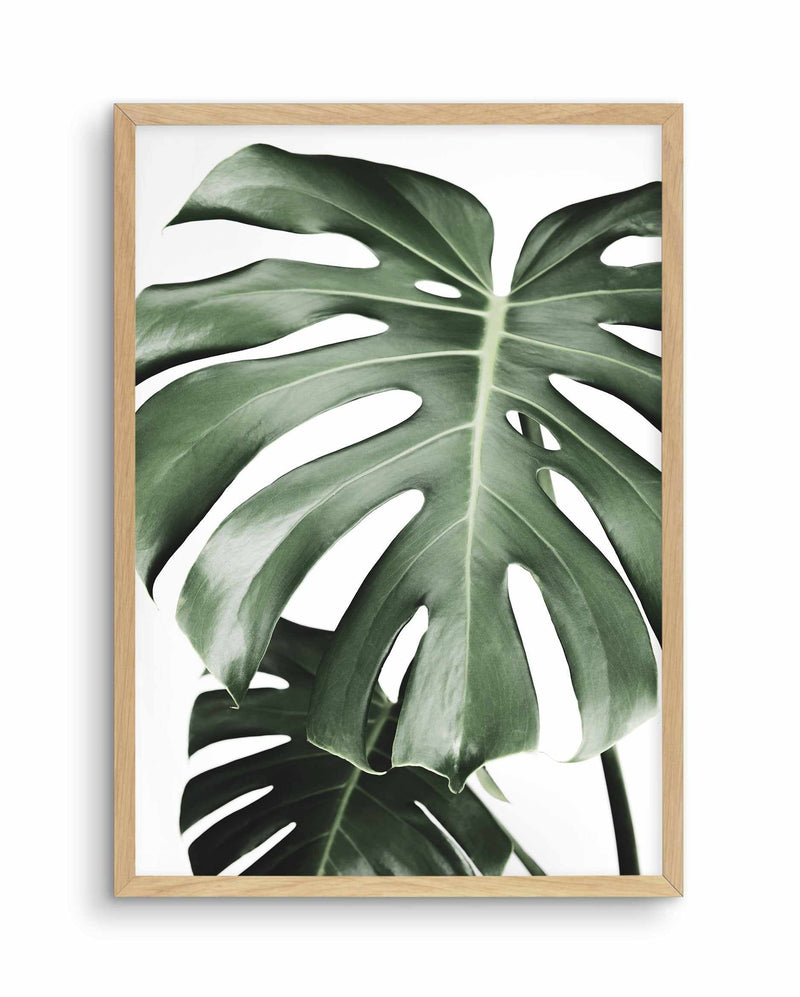 Monstera X Two Art Print-PRINT-Olive et Oriel-Olive et Oriel-A5 | 5.8" x 8.3" | 14.8 x 21cm-Oak-With White Border-Buy-Australian-Art-Prints-Online-with-Olive-et-Oriel-Your-Artwork-Specialists-Austrailia-Decorate-With-Coastal-Photo-Wall-Art-Prints-From-Our-Beach-House-Artwork-Collection-Fine-Poster-and-Framed-Artwork