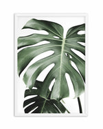 Monstera X Two Art Print-PRINT-Olive et Oriel-Olive et Oriel-A5 | 5.8" x 8.3" | 14.8 x 21cm-White-With White Border-Buy-Australian-Art-Prints-Online-with-Olive-et-Oriel-Your-Artwork-Specialists-Austrailia-Decorate-With-Coastal-Photo-Wall-Art-Prints-From-Our-Beach-House-Artwork-Collection-Fine-Poster-and-Framed-Artwork