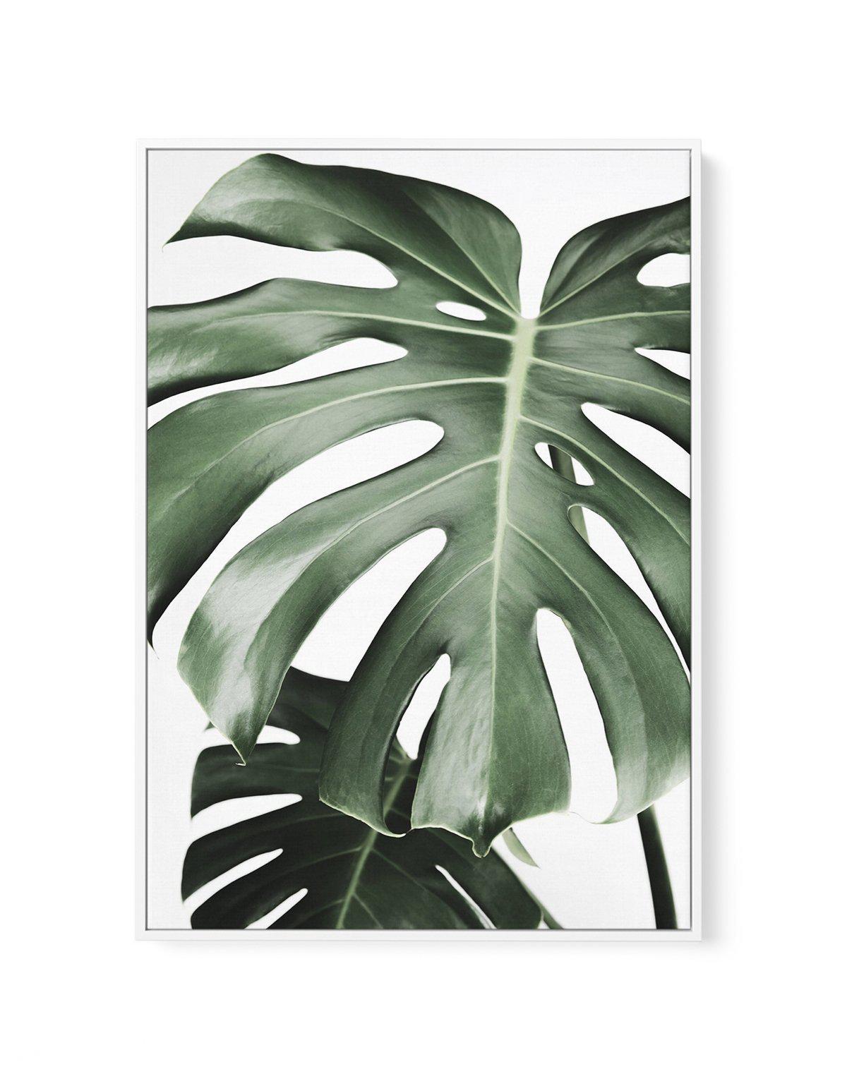 Monstera X Two | Framed Canvas-CANVAS-You can shop wall art online with Olive et Oriel for everything from abstract art to fun kids wall art. Our beautiful modern art prints and canvas art are available from large canvas prints to wall art paintings and our proudly Australian artwork collection offers only the highest quality framed large wall art and canvas art Australia - You can buy fashion photography prints or Hampton print posters and paintings on canvas from Olive et Oriel and have them d