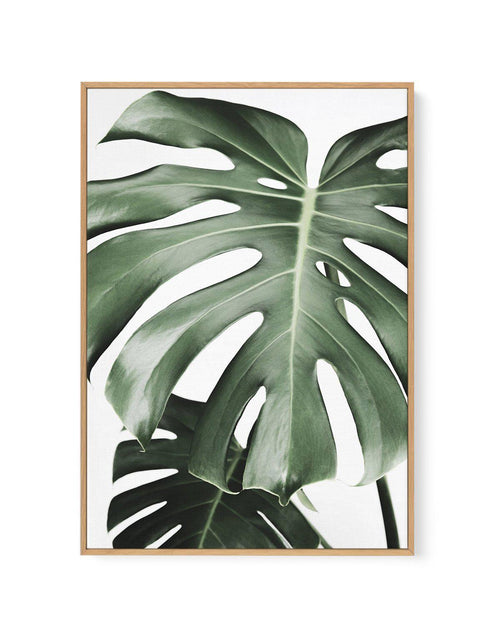 Monstera X Two | Framed Canvas-CANVAS-You can shop wall art online with Olive et Oriel for everything from abstract art to fun kids wall art. Our beautiful modern art prints and canvas art are available from large canvas prints to wall art paintings and our proudly Australian artwork collection offers only the highest quality framed large wall art and canvas art Australia - You can buy fashion photography prints or Hampton print posters and paintings on canvas from Olive et Oriel and have them d