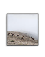 Mountain Horses SQ Art Print-PRINT-Olive et Oriel-Olive et Oriel-70x70 cm | 27.5" x 27.5"-Black-With White Border-Buy-Australian-Art-Prints-Online-with-Olive-et-Oriel-Your-Artwork-Specialists-Austrailia-Decorate-With-Coastal-Photo-Wall-Art-Prints-From-Our-Beach-House-Artwork-Collection-Fine-Poster-and-Framed-Artwork