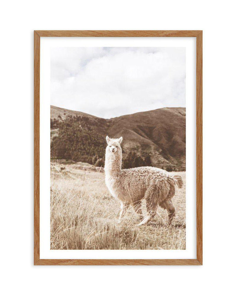 Mountain Llama Art Print-PRINT-Olive et Oriel-Olive et Oriel-Buy-Australian-Art-Prints-Online-with-Olive-et-Oriel-Your-Artwork-Specialists-Austrailia-Decorate-With-Coastal-Photo-Wall-Art-Prints-From-Our-Beach-House-Artwork-Collection-Fine-Poster-and-Framed-Artwork