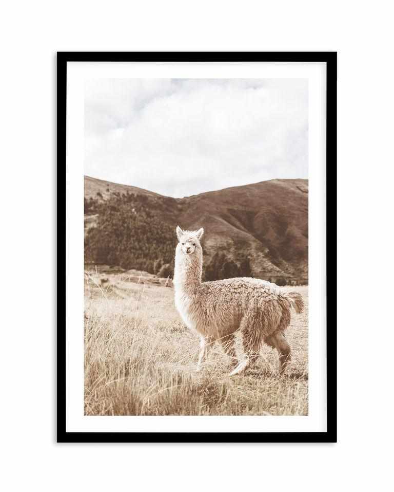 Mountain Llama Art Print-PRINT-Olive et Oriel-Olive et Oriel-A5 | 5.8" x 8.3" | 14.8 x 21cm-Black-With White Border-Buy-Australian-Art-Prints-Online-with-Olive-et-Oriel-Your-Artwork-Specialists-Austrailia-Decorate-With-Coastal-Photo-Wall-Art-Prints-From-Our-Beach-House-Artwork-Collection-Fine-Poster-and-Framed-Artwork