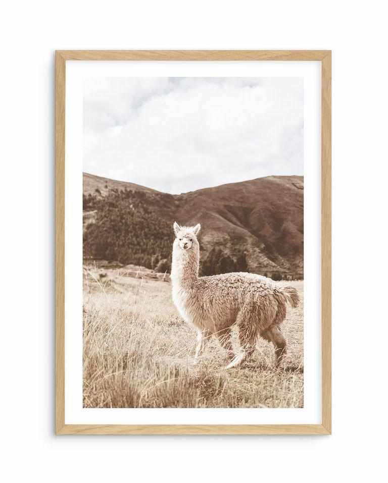 Mountain Llama Art Print-PRINT-Olive et Oriel-Olive et Oriel-A5 | 5.8" x 8.3" | 14.8 x 21cm-Oak-With White Border-Buy-Australian-Art-Prints-Online-with-Olive-et-Oriel-Your-Artwork-Specialists-Austrailia-Decorate-With-Coastal-Photo-Wall-Art-Prints-From-Our-Beach-House-Artwork-Collection-Fine-Poster-and-Framed-Artwork