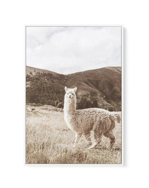 Mountain Llama | Framed Canvas-CANVAS-You can shop wall art online with Olive et Oriel for everything from abstract art to fun kids wall art. Our beautiful modern art prints and canvas art are available from large canvas prints to wall art paintings and our proudly Australian artwork collection offers only the highest quality framed large wall art and canvas art Australia - You can buy fashion photography prints or Hampton print posters and paintings on canvas from Olive et Oriel and have them d