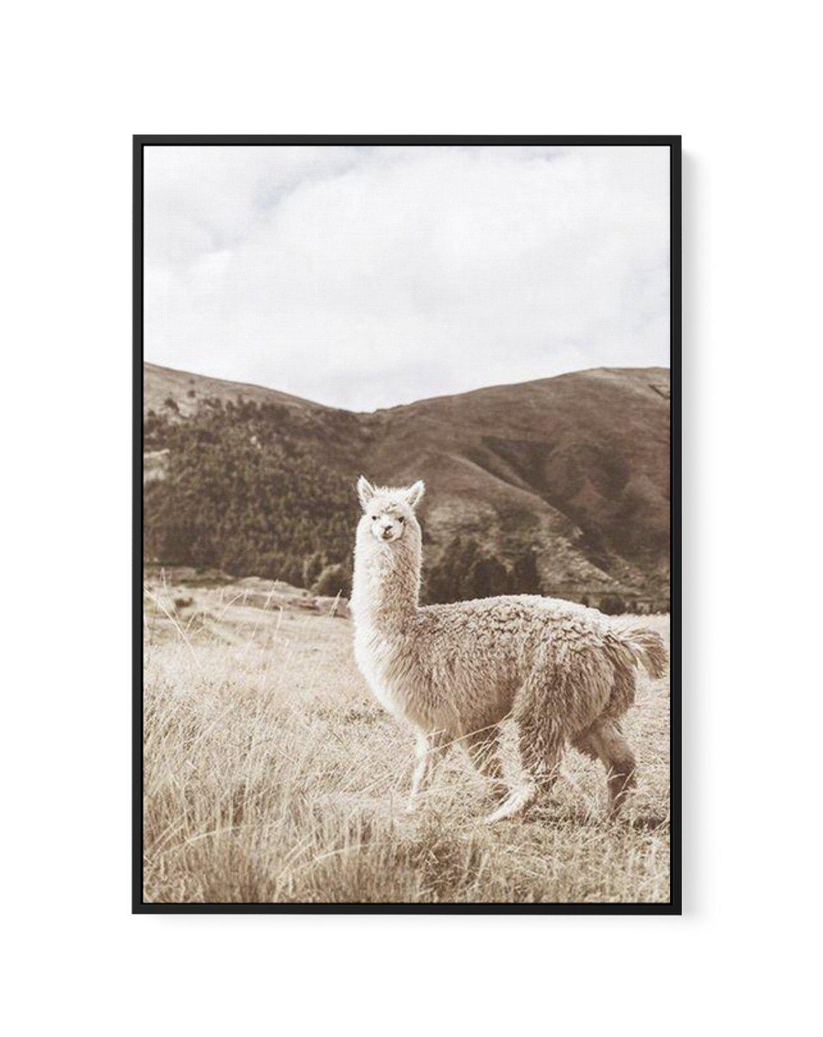 Mountain Llama | Framed Canvas-CANVAS-You can shop wall art online with Olive et Oriel for everything from abstract art to fun kids wall art. Our beautiful modern art prints and canvas art are available from large canvas prints to wall art paintings and our proudly Australian artwork collection offers only the highest quality framed large wall art and canvas art Australia - You can buy fashion photography prints or Hampton print posters and paintings on canvas from Olive et Oriel and have them d