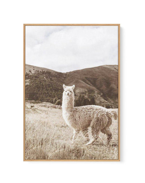Mountain Llama | Framed Canvas-CANVAS-You can shop wall art online with Olive et Oriel for everything from abstract art to fun kids wall art. Our beautiful modern art prints and canvas art are available from large canvas prints to wall art paintings and our proudly Australian artwork collection offers only the highest quality framed large wall art and canvas art Australia - You can buy fashion photography prints or Hampton print posters and paintings on canvas from Olive et Oriel and have them d